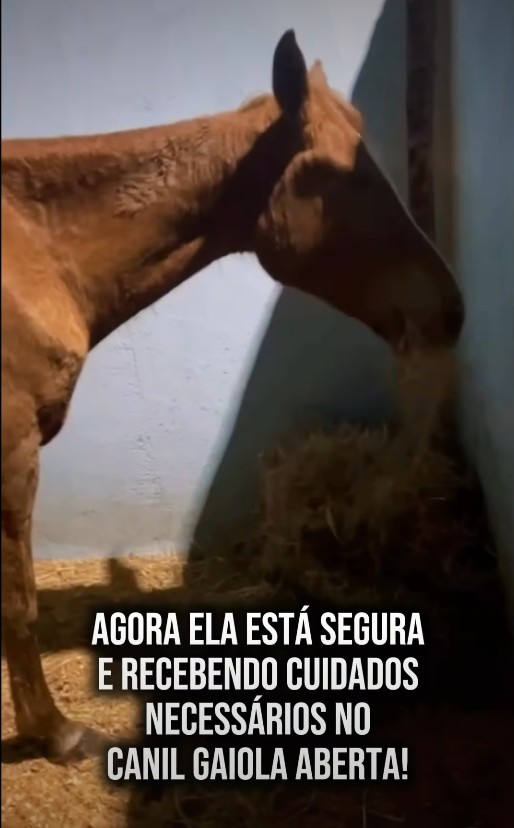 Mais um cavalo é recolhido pelo Projeto Gaiola Aberta no Guarujá